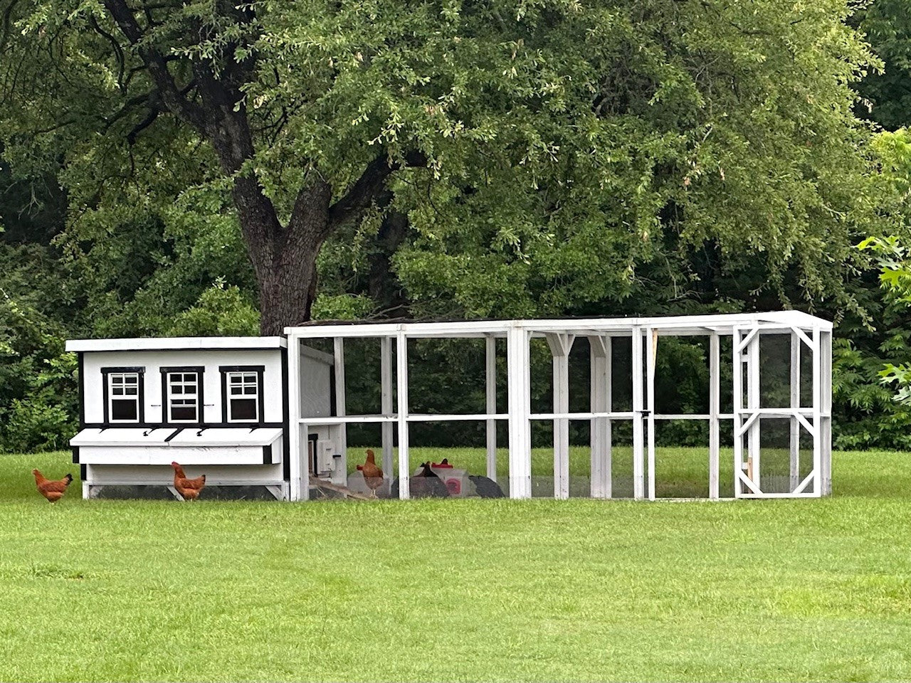 OverEZ XL chicken coop designed for up to 20 chickens, featuring a farmhouse style with spacious outdoor run and sturdy construction.