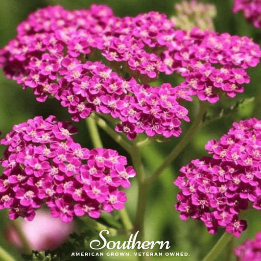 Cerise Queen Yarrow seeds from Southern Seeds, showing vibrant red flowering plant seeds for gardening and landscaping.