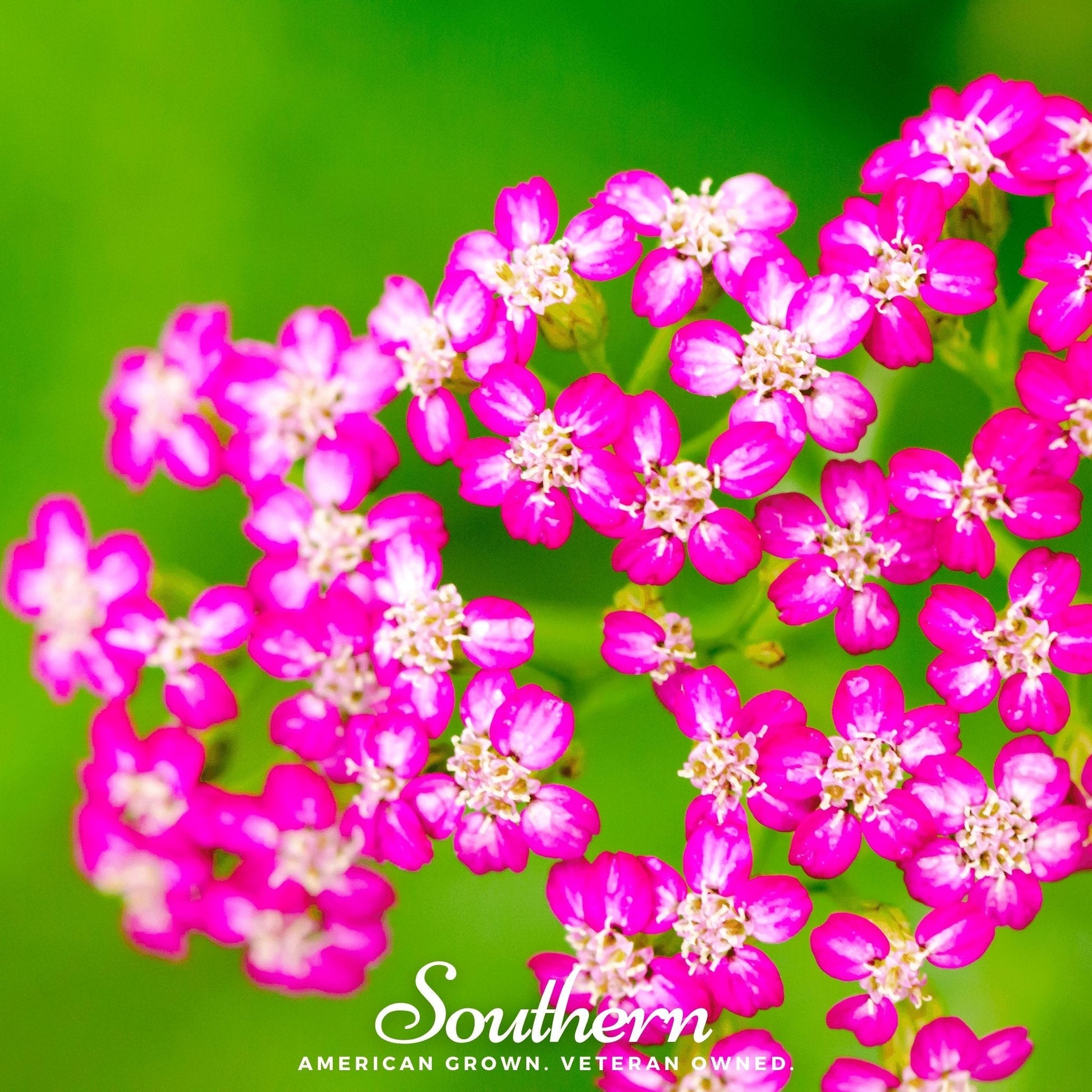 Cerise Queen Yarrow seeds from Southern Seeds, showing vibrant pink flower buds and green foliage, ready for planting.