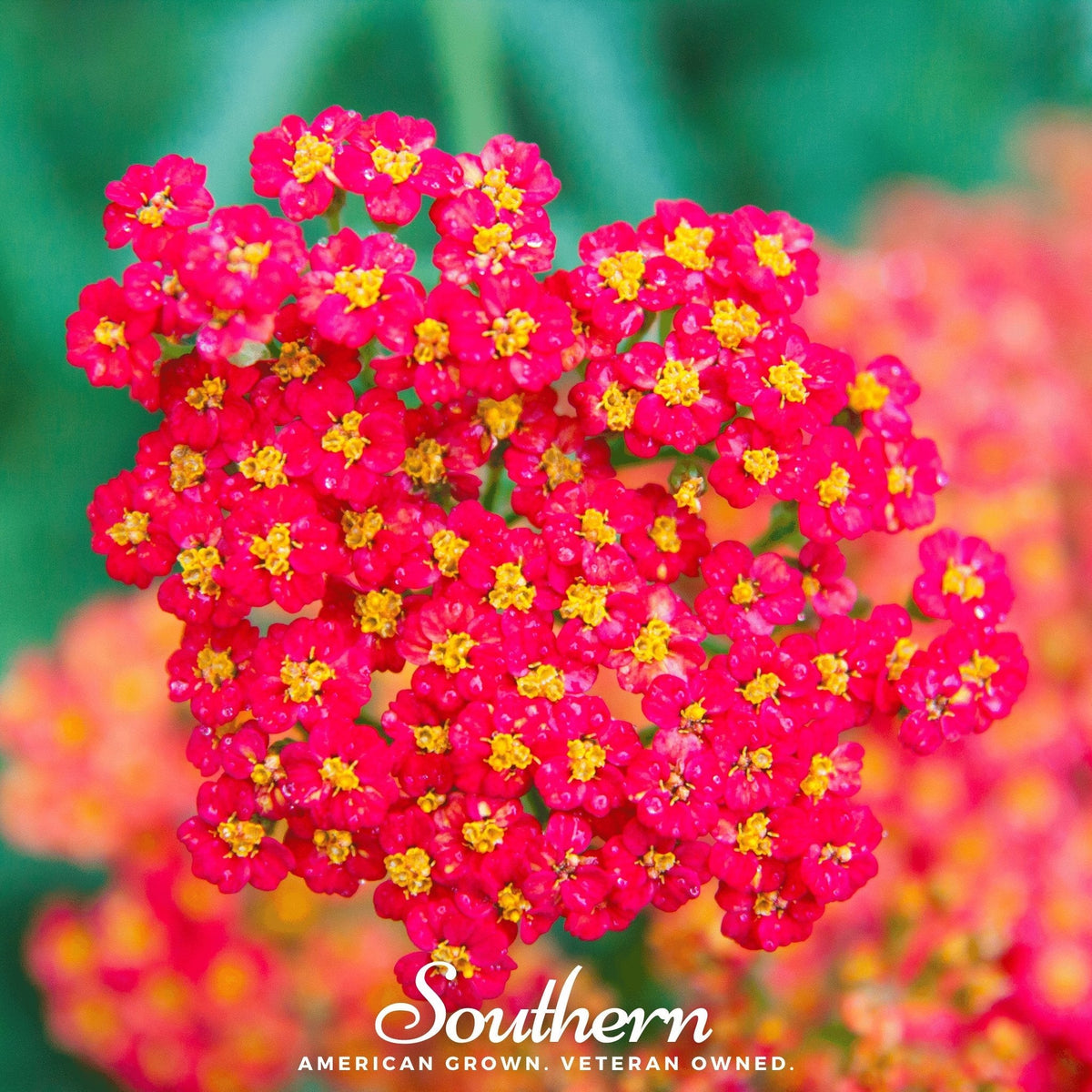 Red Yarrow seeds from Southern Seeds, showing a close-up of vibrant red Achillea millefolium flower seeds.