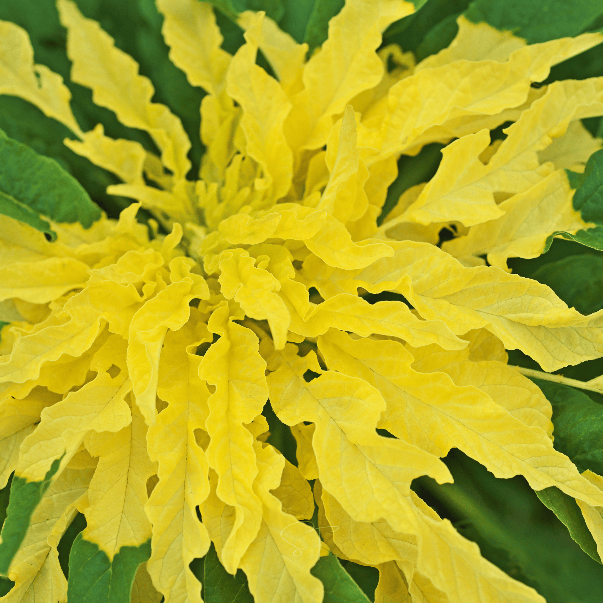 Yellow Amaranth seed packet from Southern Seeds, 100 seeds for planting and growing healthy, vibrant amaranth plants.