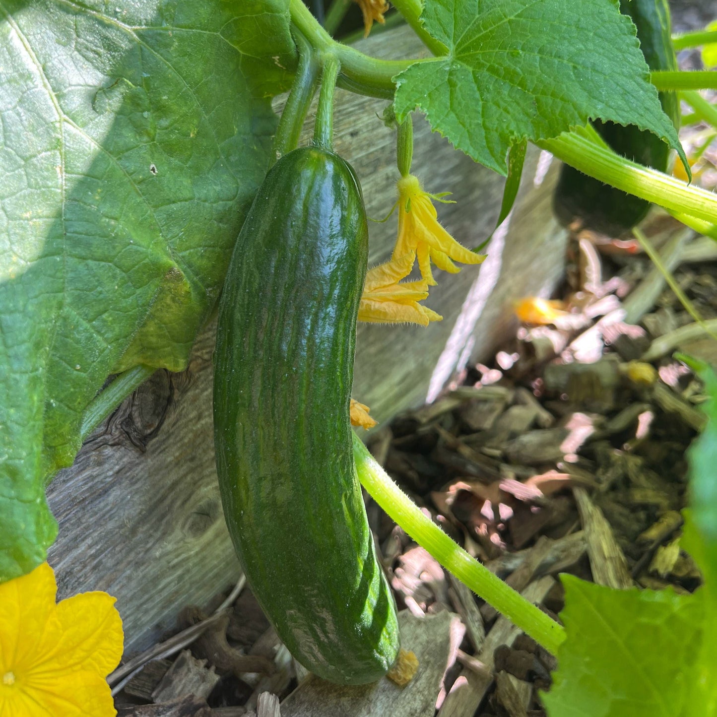 Beit Alpha Cucumber - Blessings Grow Meadows