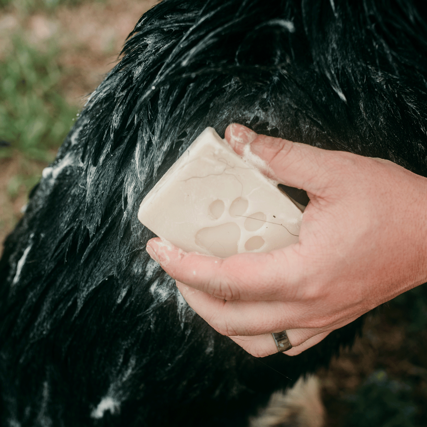 A hand lathers ZeroWasteStore.com’s 4oz Pet Shampoo Bar—an all natural, vegan, zero waste dog shampoo—on a wet black dog’s fur outdoors, showcasing its paw print design and plastic free packaging.