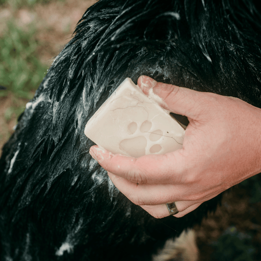 A hand lathers ZeroWasteStore.com’s 4oz Pet Shampoo Bar—an all natural, vegan, zero waste dog shampoo—on a wet black dog’s fur outdoors, showcasing its paw print design and plastic free packaging.