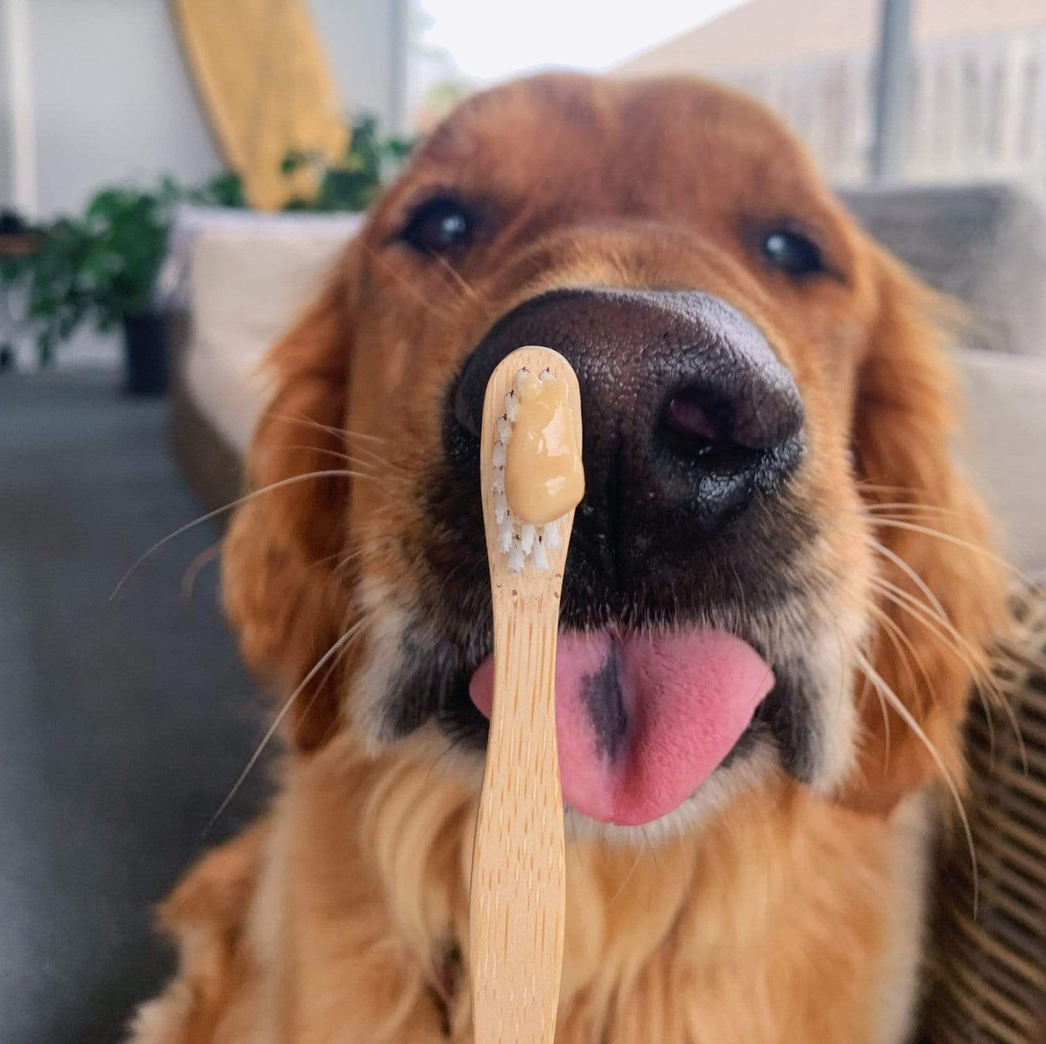 A playful golden retriever indoors sticks out its tongue as a Bamboo Toothbrush - Child by ZeroWasteStore.com with tan toothpaste is held near its nose.