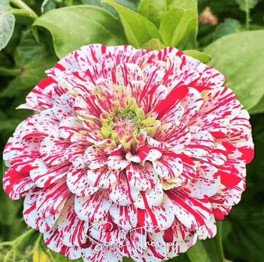 Peppermint Stick Zinnia seeds packet, vibrant Zinnia elegans variety from Southern Seeds, showcases colorful flower images.