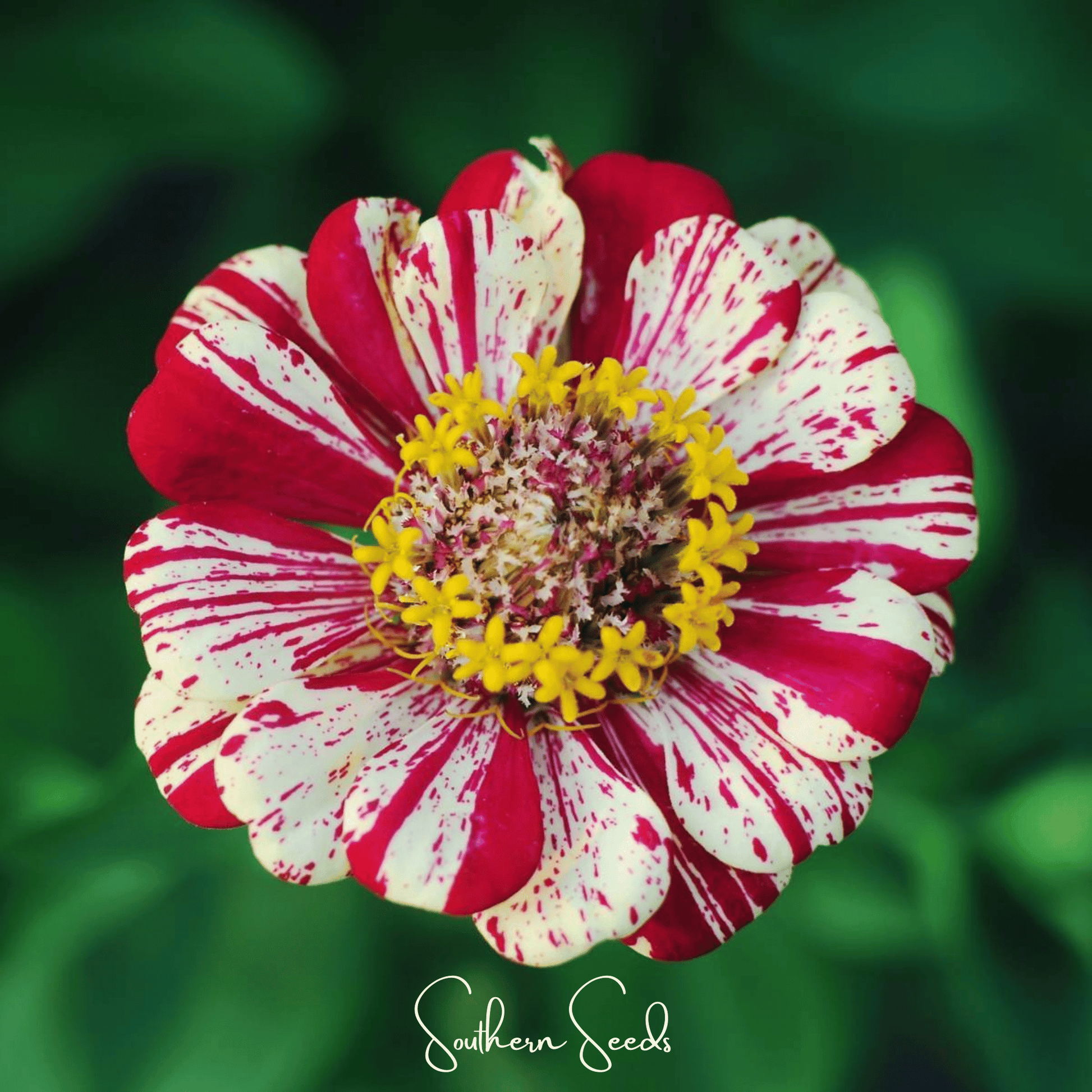 Peppermint Stick Zinnia seeds from Southern Seeds, vibrant flower seeds for garden planting, showing green foliage and unopened flower buds.