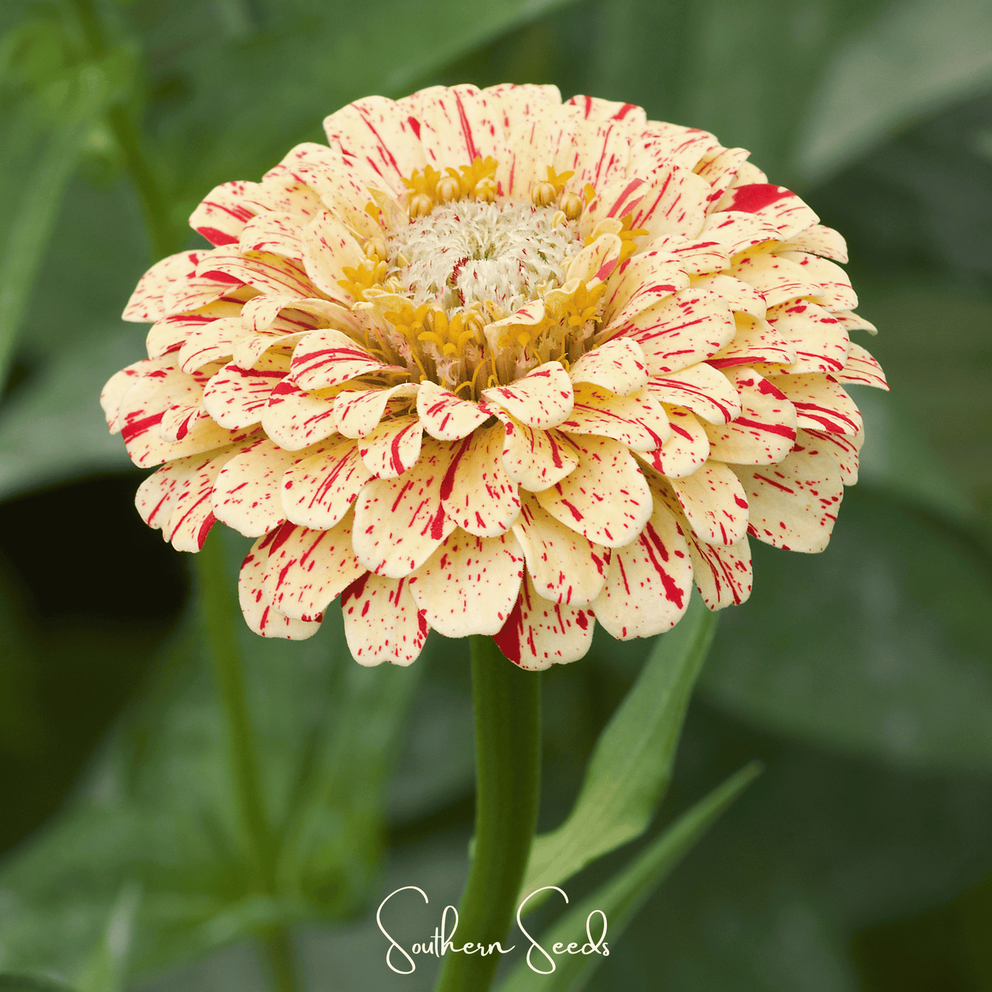 Peppermint Stick Zinnia seeds from Southern Seeds, showing vibrant pink and white striped flower bulbs for planting.
