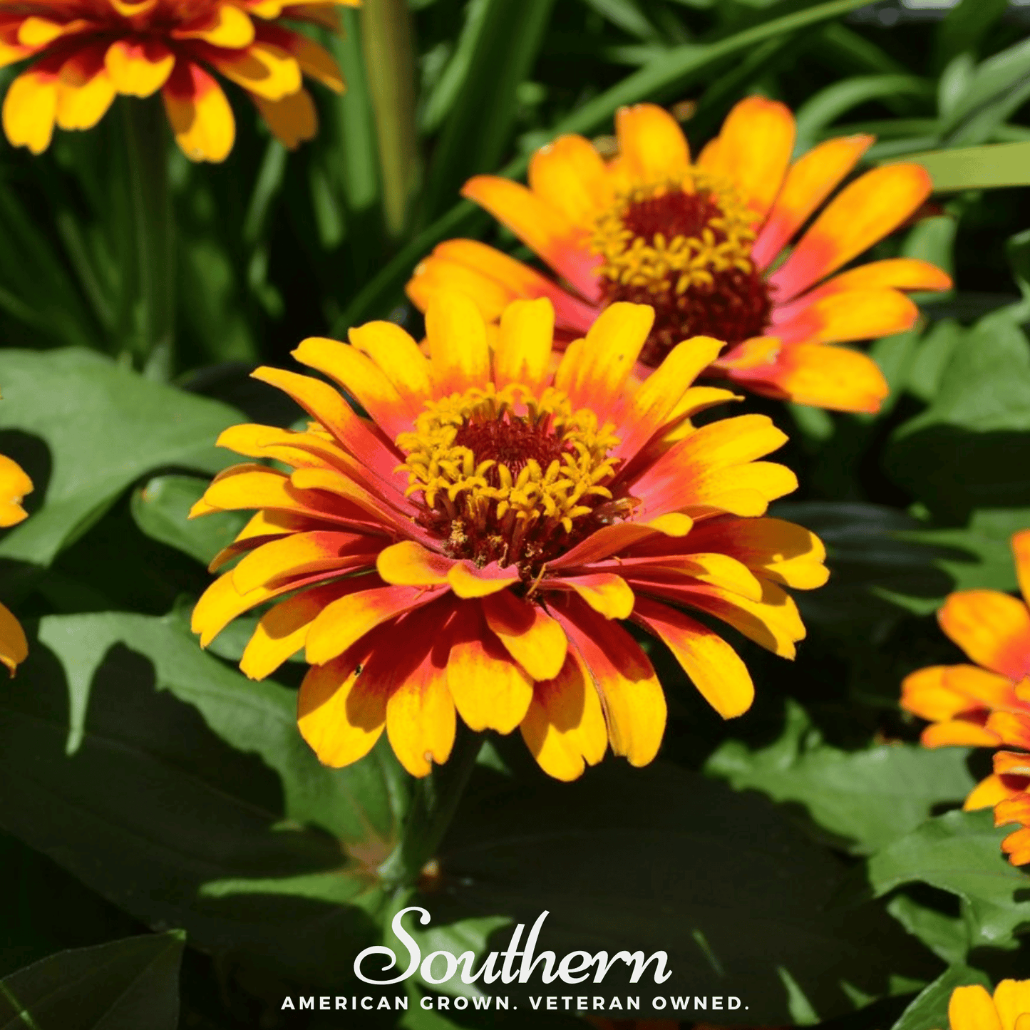 Close-up of Zinnia Sombrero flower seeds from Southern Seeds, showing vibrant Zinnia elegans blooms and seed packaging.