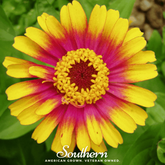 Zinnia Sombrero seed packet from Southern Seeds, featuring vibrant Zinnia elegans flowers and 50 seeds for planting.