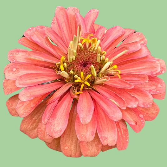 Zinnia Benary's Giant 'Salmon Rose' seeds